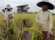 Pertanian Terancam! Indonesia Bersiap Hadapi La Nina