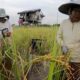 Pertanian Terancam! Indonesia Bersiap Hadapi La Nina