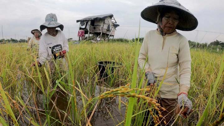 Pertanian Terancam! Indonesia Bersiap Hadapi La Nina