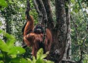 Temuan Baru Kehidupan Hewan Sudah Ada 2,1 Miliar Tahun Lalu