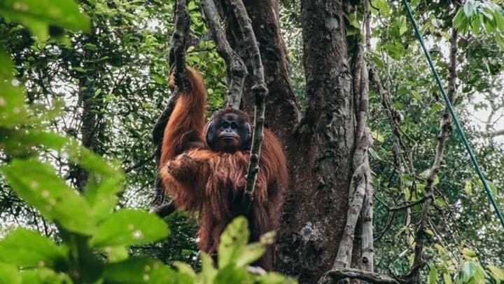 Temuan Baru Kehidupan Hewan Sudah Ada 2,1 Miliar Tahun Lalu