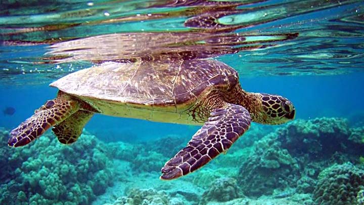 WWF Indonesia Perkenalkan Teknologi ANT untuk Konservasi Penyu Bali