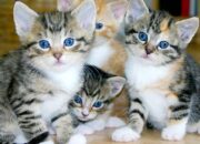 Bahaya Tersembunyi Memelihara Kucing