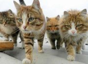 Pria di Semarang Makan Daging Kucing ,Apa Hukum Menurut Islam?