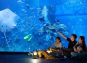 Wisata Edukasi di Jakarta Aquarium & Safari
