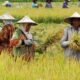 Ketahanan Pangan, Petani Guram, dan Kemiskinan