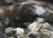 BPOLBF Pastikan Keamanan Wisatawan di Taman Nasional Komodo Selama Libur Nataru