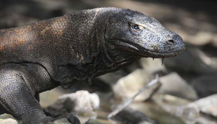 BPOLBF Pastikan Keamanan Wisatawan di Taman Nasional Komodo Selama Libur Nataru