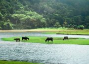 Keindahan Pantai Kebo dan Sawah yang Mengagumkan di Trenggalek