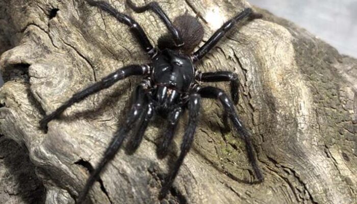 Ilmuwan Temukan Spesies Baru Laba-laba Jaring Corong Raksasa di Australia