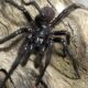 Ilmuwan Temukan Spesies Baru Laba-laba Jaring Corong Raksasa di Australia