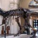 Menjelajahi Museum Fauna Terbesar ASEAN yang Ternyata Ada di Bogor!