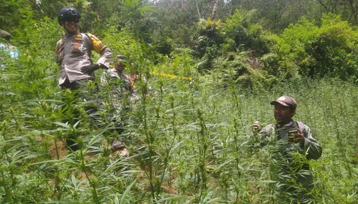 Bikin Heboh! Begini Awal Mula Ladang Ganja Ditemukan di TNBTS