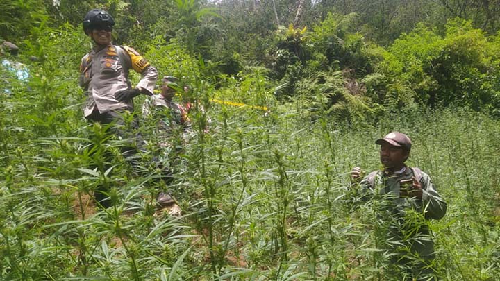 Bikin Heboh! Begini Awal Mula Ladang Ganja Ditemukan di TNBTS