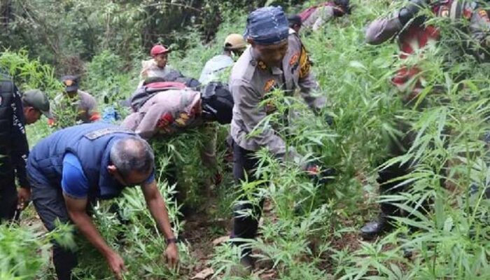 Sidang Perkara Ladang Ganja di TNBTS Kembali Digelar di PN Lumajang