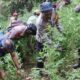 Sidang Perkara Ladang Ganja di TNBTS Kembali Digelar di PN Lumajang