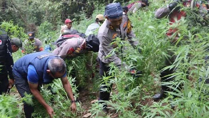 Sidang Perkara Ladang Ganja di TNBTS Kembali Digelar di PN Lumajang