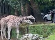 Viral Pengunjung Taman Safari Turun dari Mobil di Area Satwa, Manajemen Buka Suara